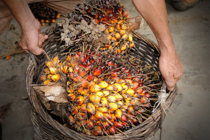 Myth: Indonesian small farmers are in conflict with large companies