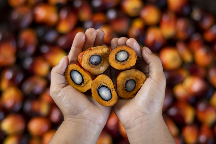 Myth: Indonesian palm oil is worse for the environment than European rapeseed and sunflower